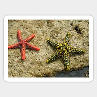 Sea Stars Sticker